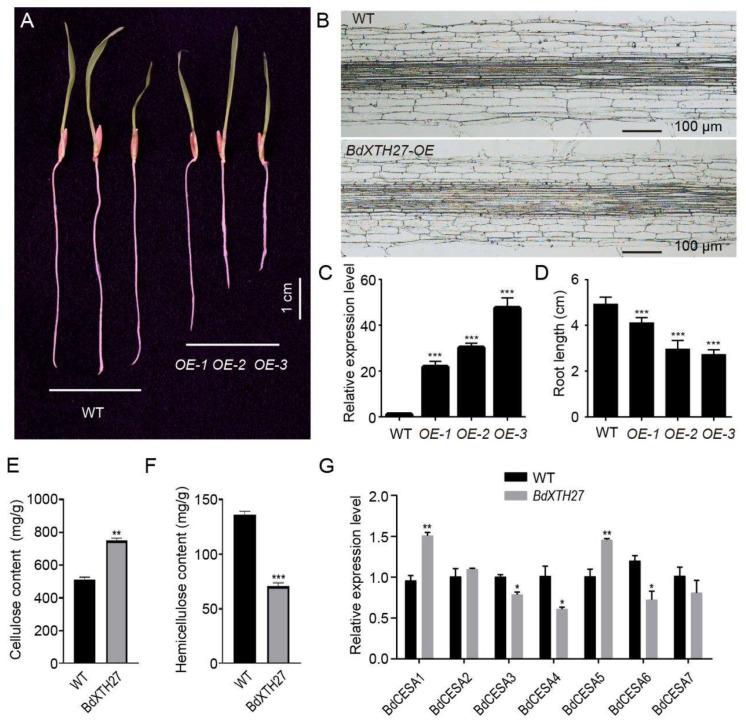 https://cdn.ncbi.nlm.nih.gov/pmc/blobs/8463/12347618/b45f21ed7482/ijms-26-07457-g009.jpg