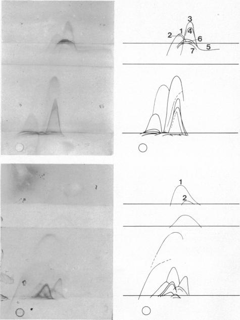 https://cdn.ncbi.nlm.nih.gov/pmc/blobs/8464/2490914/eda376f7af1a/bullwho00078-0121-a.jpg