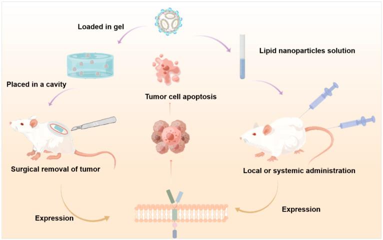 https://cdn.ncbi.nlm.nih.gov/pmc/blobs/8465/11989270/1736f626ab99/ijms-26-03206-g003.jpg