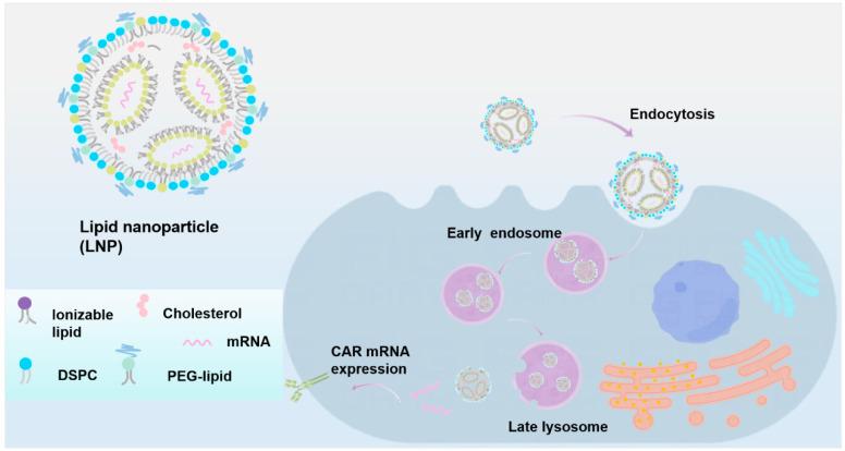 https://cdn.ncbi.nlm.nih.gov/pmc/blobs/8465/11989270/274735993b4f/ijms-26-03206-g002.jpg