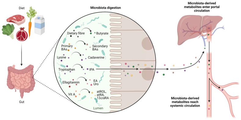 https://cdn.ncbi.nlm.nih.gov/pmc/blobs/8466/10003410/6a805a75a532/ijms-24-04997-g002.jpg