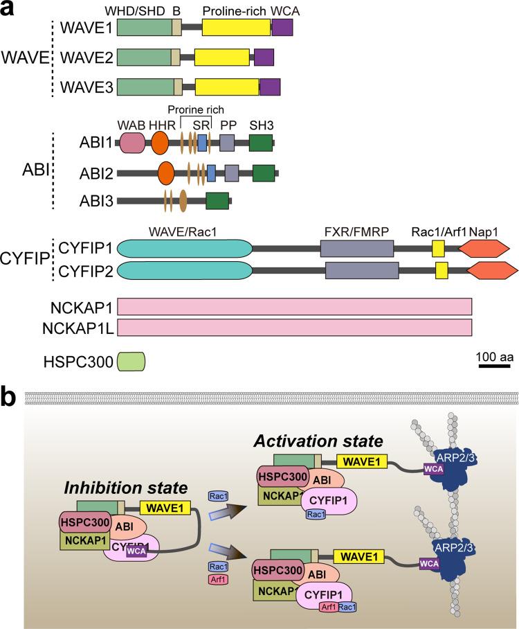 https://cdn.ncbi.nlm.nih.gov/pmc/blobs/8468/10318009/1d388d0d2cf0/12276_2023_1004_Fig1_HTML.jpg