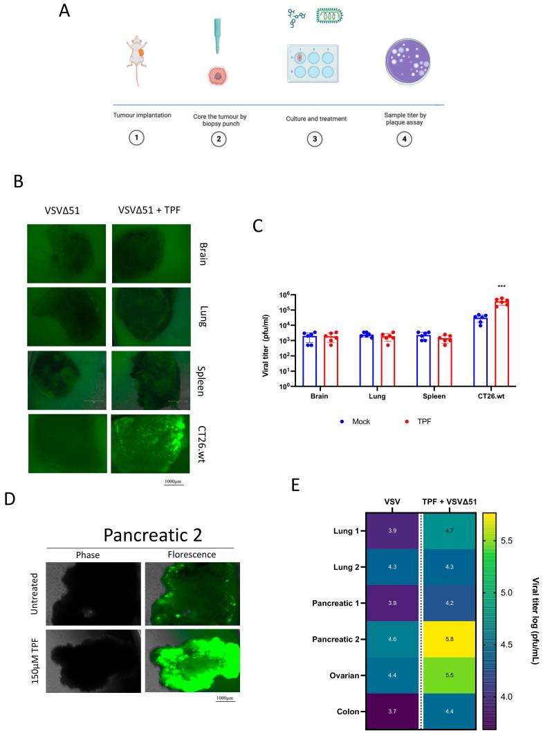 https://cdn.ncbi.nlm.nih.gov/pmc/blobs/8468/11209164/d55fb71496f8/viruses-16-00920-g003.jpg