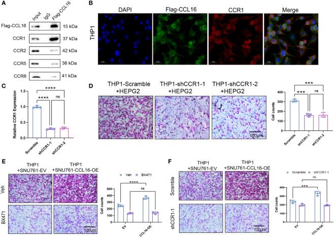 https://cdn.ncbi.nlm.nih.gov/pmc/blobs/846c/10808667/5aee88298cdf/fimmu-14-1299953-g007.jpg