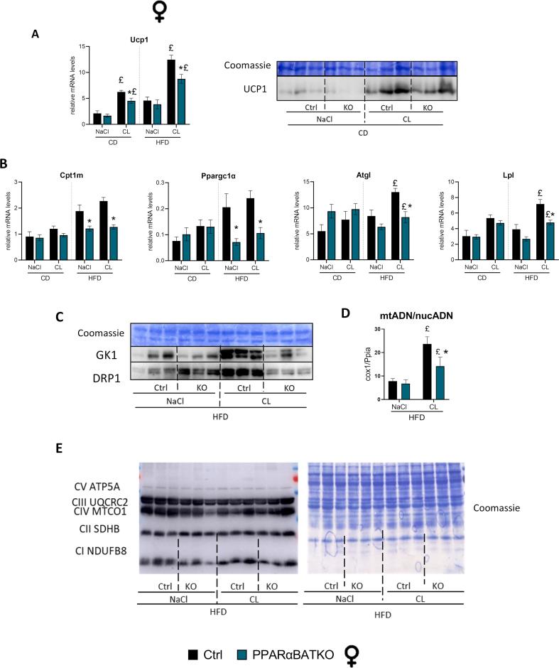 https://cdn.ncbi.nlm.nih.gov/pmc/blobs/846d/12221382/2e2796660cc8/figs2.jpg