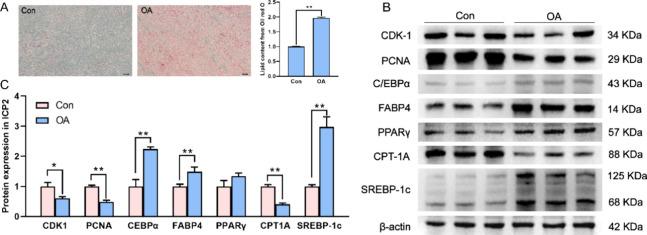 https://cdn.ncbi.nlm.nih.gov/pmc/blobs/8470/11565640/6fb6eede18a4/jf4c06867_0003.jpg