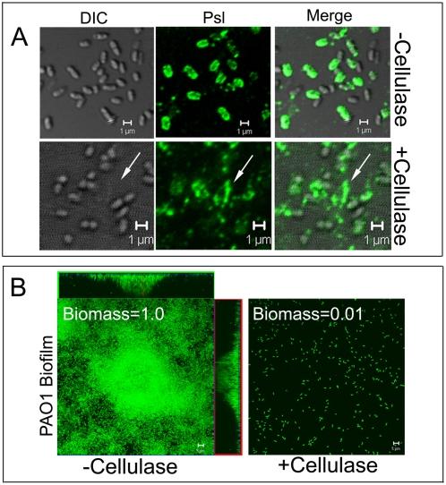 https://cdn.ncbi.nlm.nih.gov/pmc/blobs/8470/2654510/3f421cb2eaf0/ppat.1000354.g002.jpg