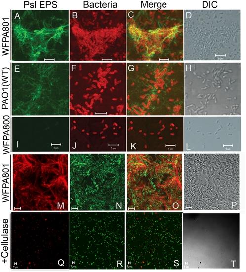 https://cdn.ncbi.nlm.nih.gov/pmc/blobs/8470/2654510/bfa888158ab0/ppat.1000354.g003.jpg