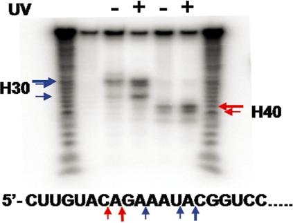 https://cdn.ncbi.nlm.nih.gov/pmc/blobs/8470/2887953/5b5f6b741cd2/gkq079f4.jpg
