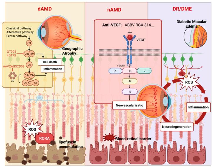 https://cdn.ncbi.nlm.nih.gov/pmc/blobs/8471/12292589/55ea513a42b6/biomolecules-15-00940-g004.jpg
