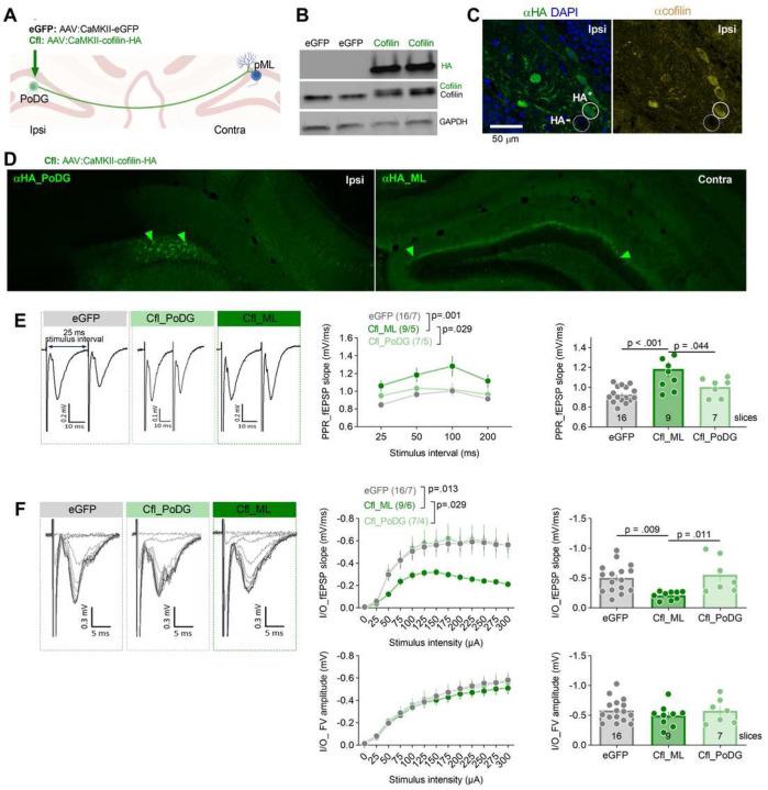 https://cdn.ncbi.nlm.nih.gov/pmc/blobs/8473/10571638/9be712a78d41/nihpp-rs3337670v1-f0005.jpg