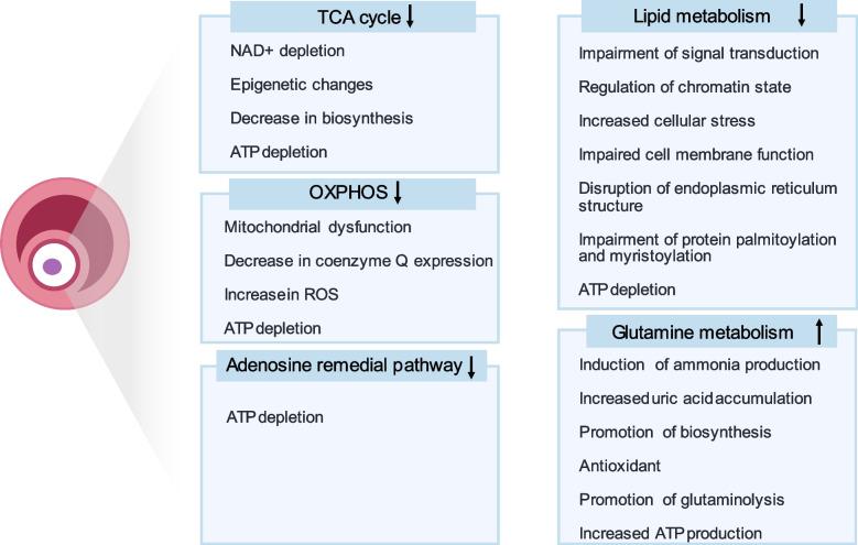 https://cdn.ncbi.nlm.nih.gov/pmc/blobs/8476/11141068/999d93292ada/13048_2024_1427_Fig2_HTML.jpg