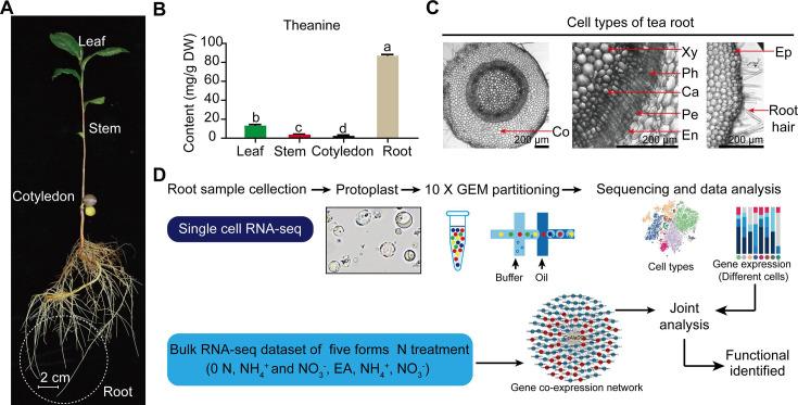 https://cdn.ncbi.nlm.nih.gov/pmc/blobs/8477/11473105/80aa7b43513a/elife-95891-fig1.jpg