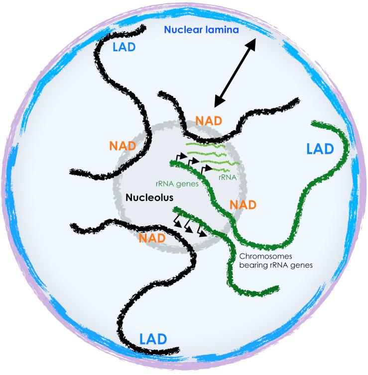 https://cdn.ncbi.nlm.nih.gov/pmc/blobs/847a/7724472/362bff1865ab/gr3.jpg