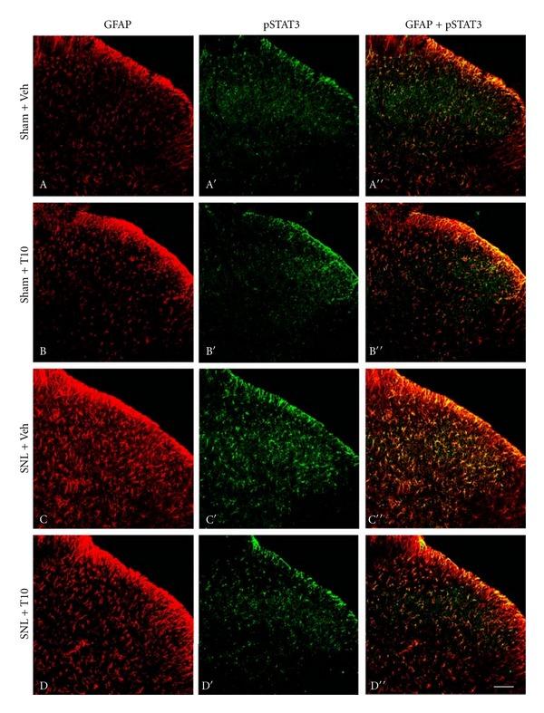 https://cdn.ncbi.nlm.nih.gov/pmc/blobs/8481/3545349/05580a4a8984/ECAM2012-185167.003.jpg