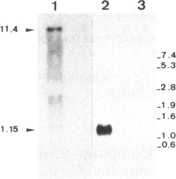 https://cdn.ncbi.nlm.nih.gov/pmc/blobs/848a/207788/50b7aa1ba736/jbacter00097-0219-a.jpg