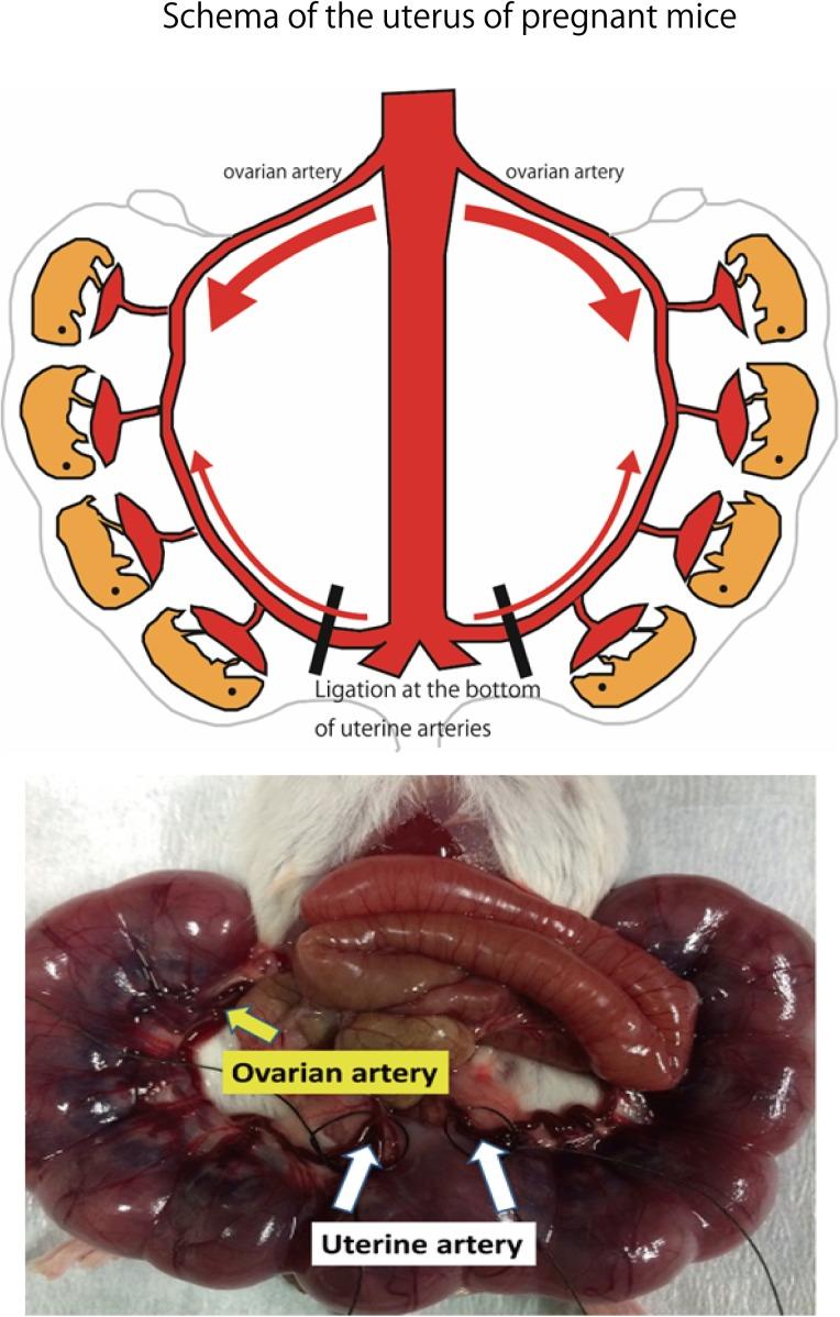 https://cdn.ncbi.nlm.nih.gov/pmc/blobs/848b/5968166/04202846ee81/fphys-09-00478-g001.jpg