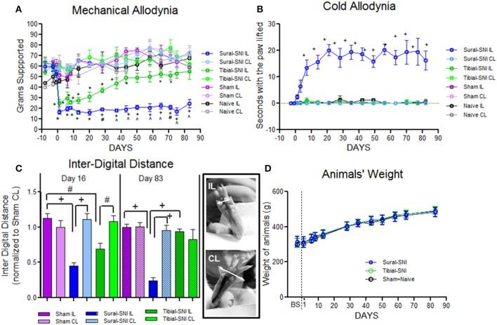 https://cdn.ncbi.nlm.nih.gov/pmc/blobs/848c/4148822/643905dbd13b/fnins-08-00266-g0001.jpg