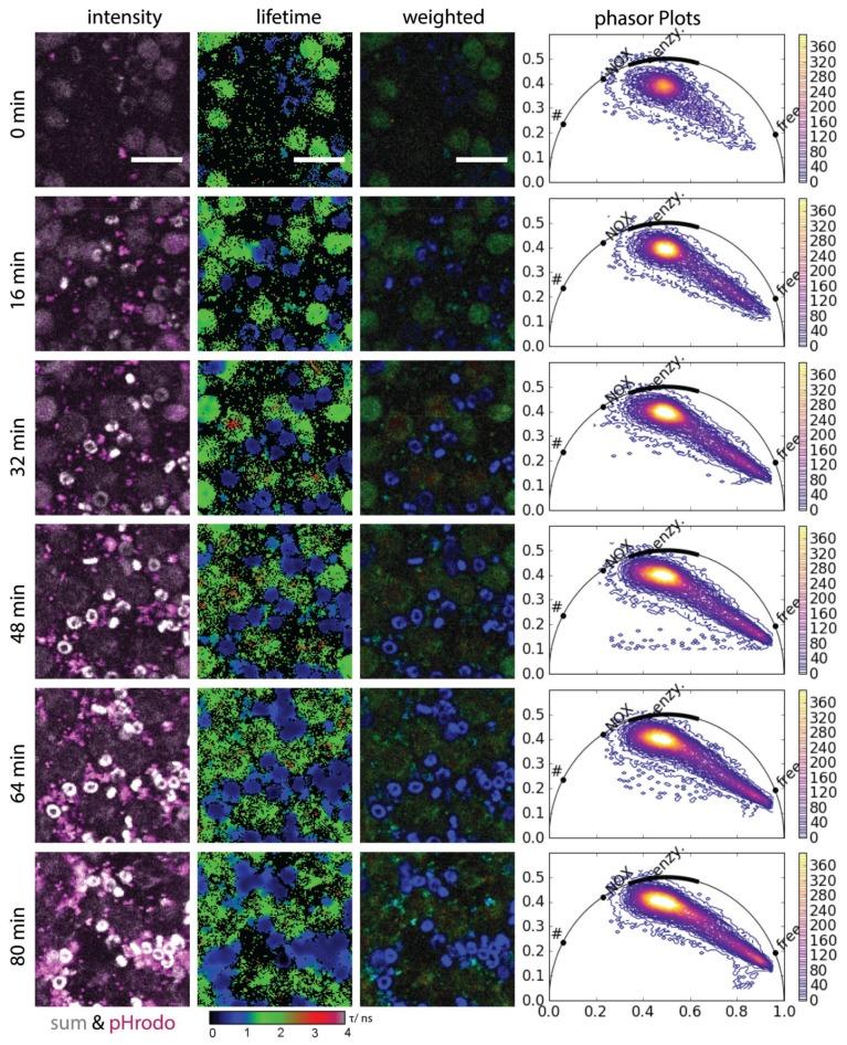 https://cdn.ncbi.nlm.nih.gov/pmc/blobs/848d/5979388/6648e1e08ce3/ijms-19-01018-g003.jpg