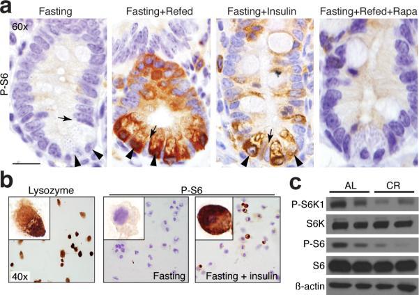 https://cdn.ncbi.nlm.nih.gov/pmc/blobs/848f/3387287/53df18421efc/nihms-373647-f0002.jpg