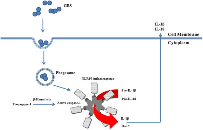 https://cdn.ncbi.nlm.nih.gov/pmc/blobs/848f/9254271/a522dddd7c2e/RAF-21-0105fig4.jpg
