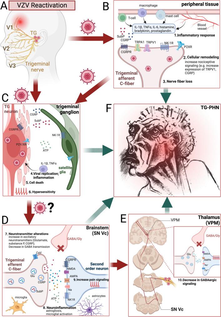 https://cdn.ncbi.nlm.nih.gov/pmc/blobs/8491/10940365/827a5a91cce5/11916_2023_1209_Fig1_HTML.jpg