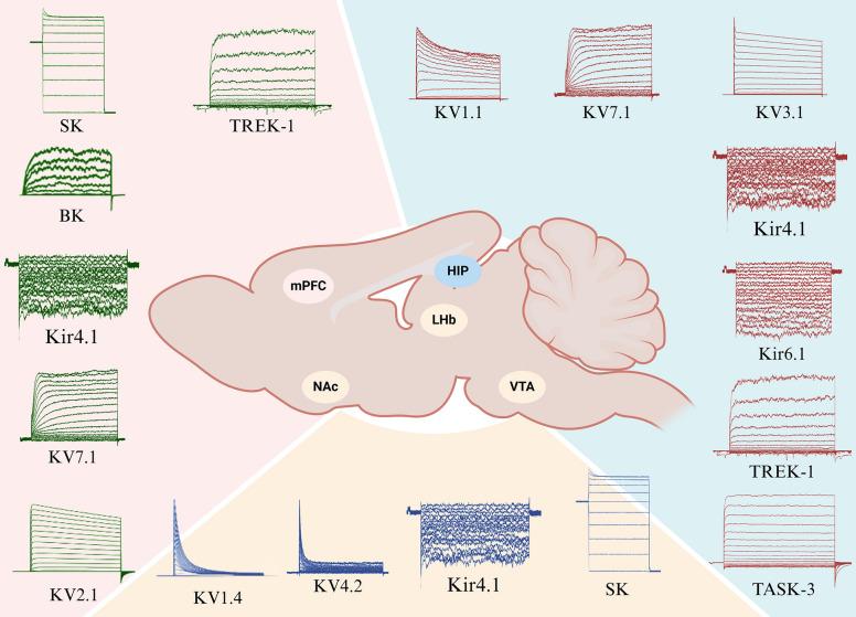 https://cdn.ncbi.nlm.nih.gov/pmc/blobs/8493/11555980/27f591cfac4c/13578_2024_1319_Fig2_HTML.jpg