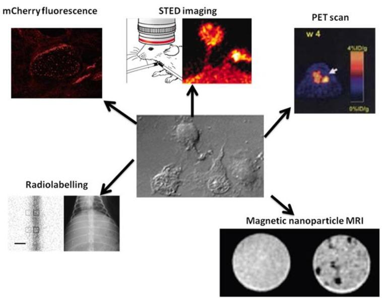 https://cdn.ncbi.nlm.nih.gov/pmc/blobs/8493/3741606/2683aa599726/thnov03p0573g01.jpg