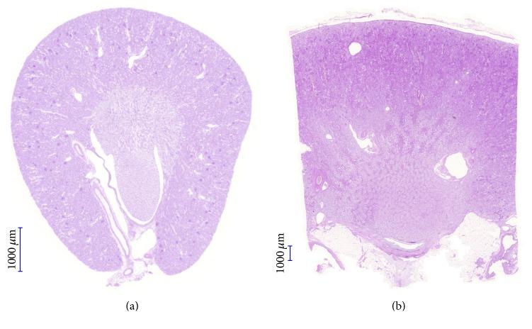 https://cdn.ncbi.nlm.nih.gov/pmc/blobs/8494/5128699/ae8d84669a57/BMRI2016-3763250.002.jpg