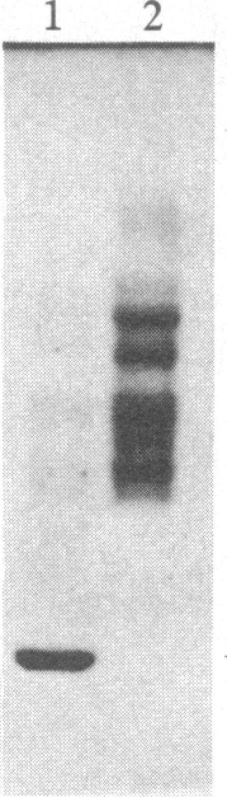 https://cdn.ncbi.nlm.nih.gov/pmc/blobs/8496/323312/20551eff5e36/pnas00312-0161-c.jpg