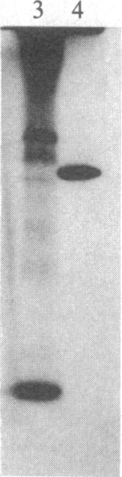 https://cdn.ncbi.nlm.nih.gov/pmc/blobs/8496/323312/37b6c73135d9/pnas00312-0161-b.jpg