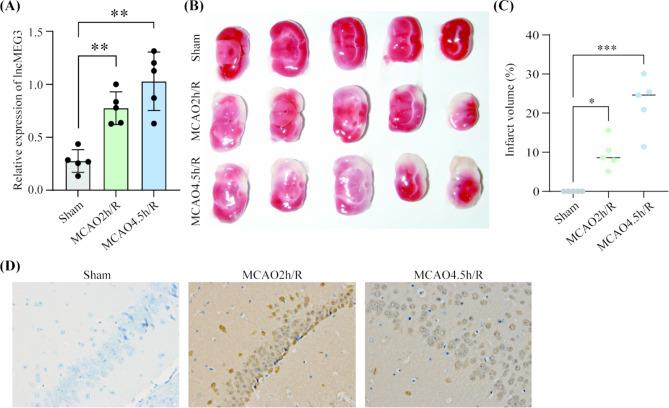 https://cdn.ncbi.nlm.nih.gov/pmc/blobs/8498/12075370/0ebf9aa55051/11011_2025_1613_Fig1_HTML.jpg