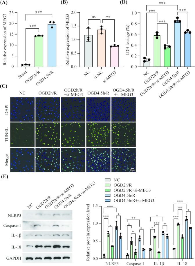 https://cdn.ncbi.nlm.nih.gov/pmc/blobs/8498/12075370/108987beb5d5/11011_2025_1613_Fig2_HTML.jpg