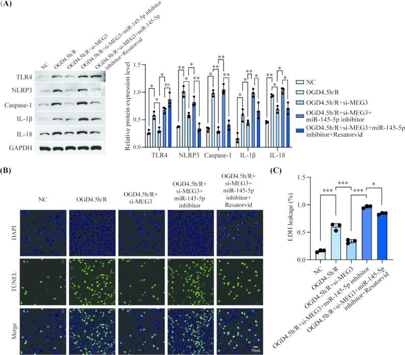 https://cdn.ncbi.nlm.nih.gov/pmc/blobs/8498/12075370/85871c0dcacc/11011_2025_1613_Fig5_HTML.jpg