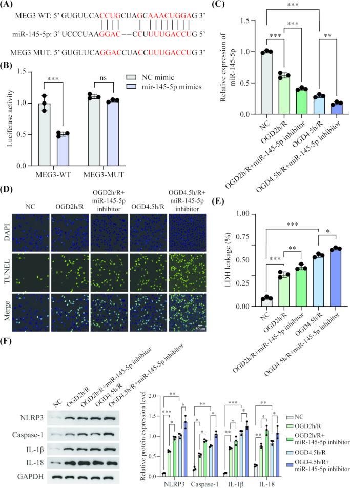 https://cdn.ncbi.nlm.nih.gov/pmc/blobs/8498/12075370/988ad865d3bb/11011_2025_1613_Fig3_HTML.jpg