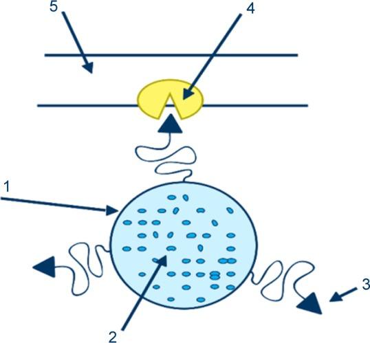 https://cdn.ncbi.nlm.nih.gov/pmc/blobs/8499/6408922/5223e8a268b0/ijn-14-1707Fig1.jpg
