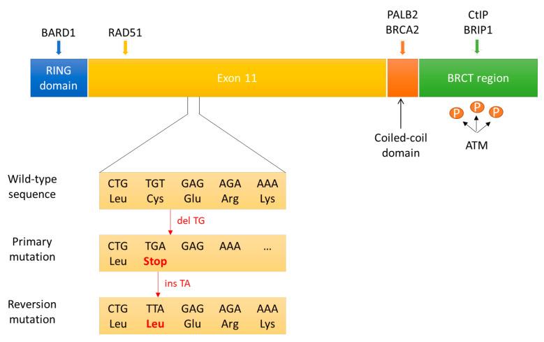 https://cdn.ncbi.nlm.nih.gov/pmc/blobs/8499/9179506/dc3b26a24cb5/cancers-14-02804-g003.jpg