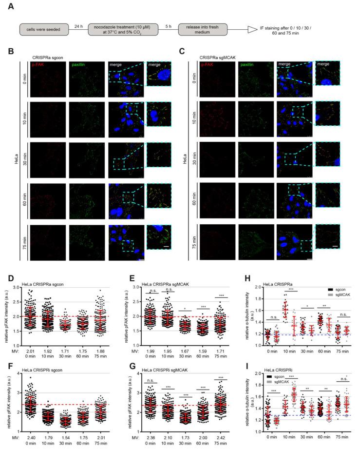https://cdn.ncbi.nlm.nih.gov/pmc/blobs/849a/8616312/67542bd9f0be/cancers-13-05673-g006.jpg