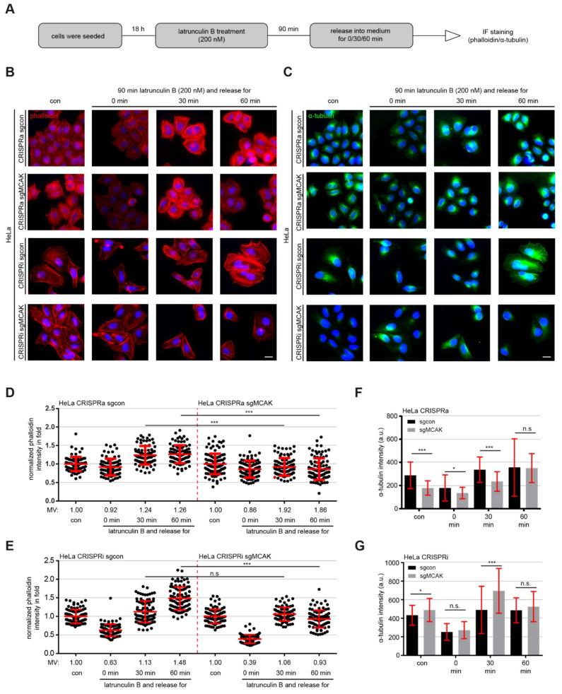 https://cdn.ncbi.nlm.nih.gov/pmc/blobs/849a/8616312/fdc7468ed6ed/cancers-13-05673-g005.jpg