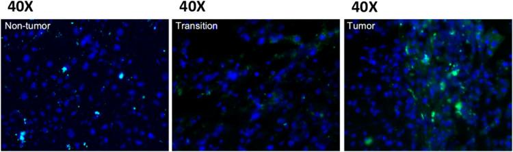 https://cdn.ncbi.nlm.nih.gov/pmc/blobs/849b/10824963/05e5dd4066ee/fphar-14-1281067-g001.jpg