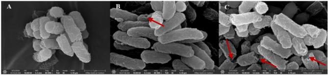https://cdn.ncbi.nlm.nih.gov/pmc/blobs/849b/12054291/a667b1303189/12866_2025_3992_Fig3_HTML.jpg
