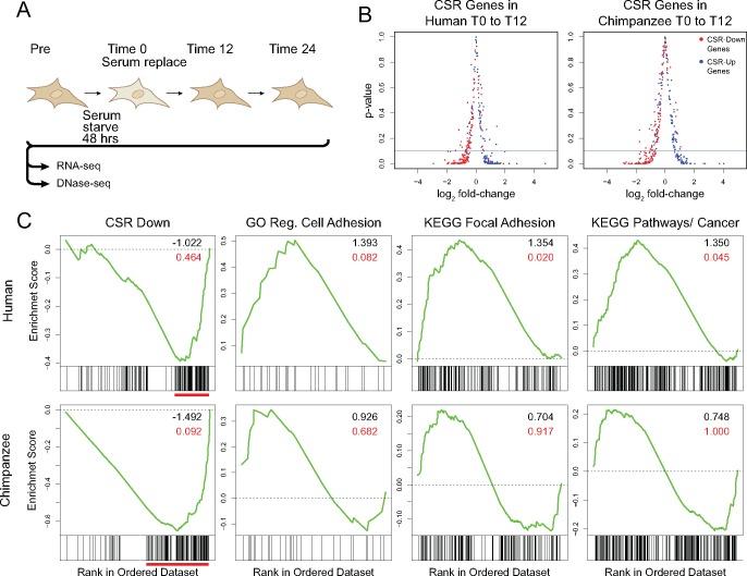 https://cdn.ncbi.nlm.nih.gov/pmc/blobs/849b/5848805/4a3d603986a2/evy041f1.jpg