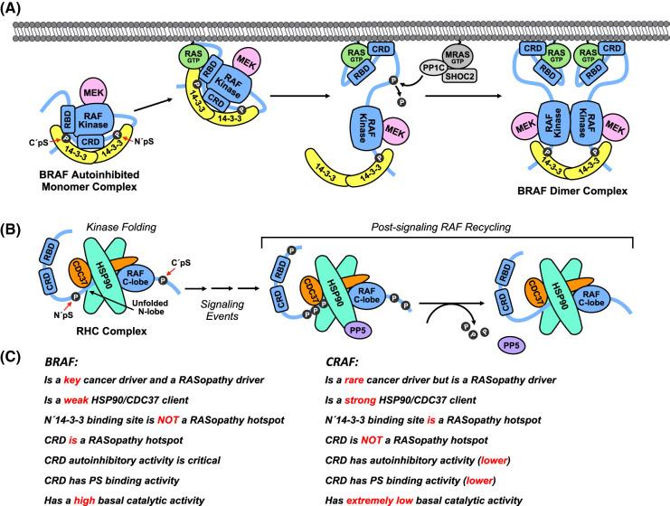 https://cdn.ncbi.nlm.nih.gov/pmc/blobs/849f/11346419/a221206e6883/BST-52-1061-g0002.jpg