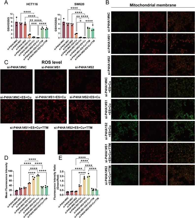 https://cdn.ncbi.nlm.nih.gov/pmc/blobs/84a6/11686350/033f99869002/41598_2024_82625_Fig12_HTML.jpg