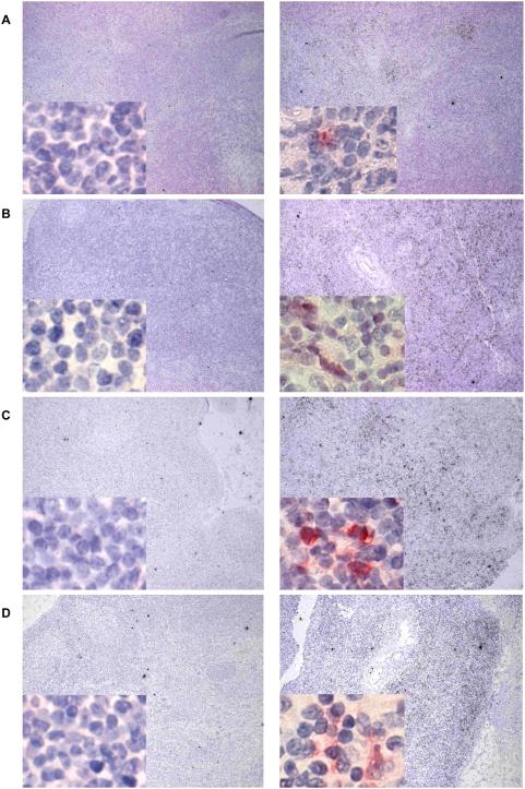 https://cdn.ncbi.nlm.nih.gov/pmc/blobs/84a7/2660151/d98dc2d74bd5/ppat.1000373.g004.jpg