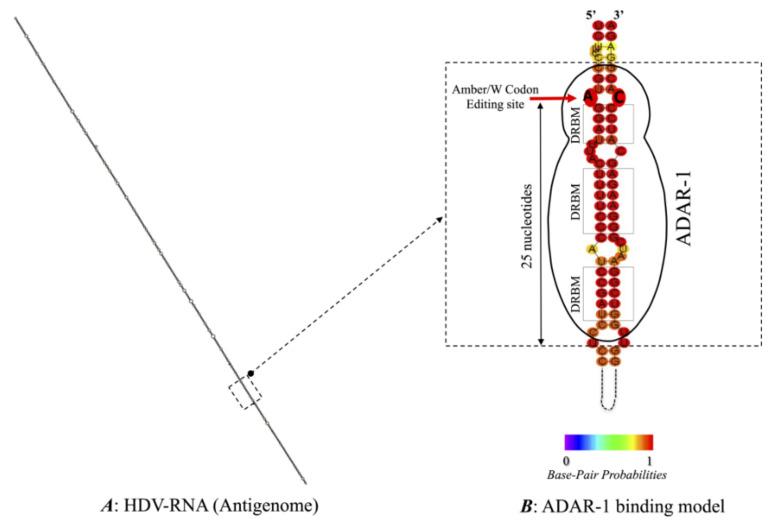 https://cdn.ncbi.nlm.nih.gov/pmc/blobs/84a8/8402866/3fe5a92e8778/viruses-13-01572-g003.jpg
