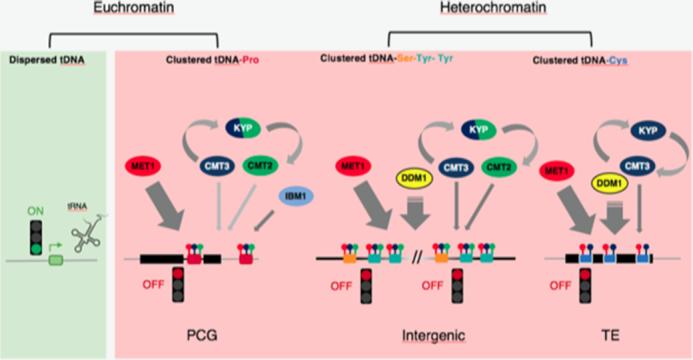 https://cdn.ncbi.nlm.nih.gov/pmc/blobs/84ad/7544208/51e553f4370f/gkaa766fig7.jpg