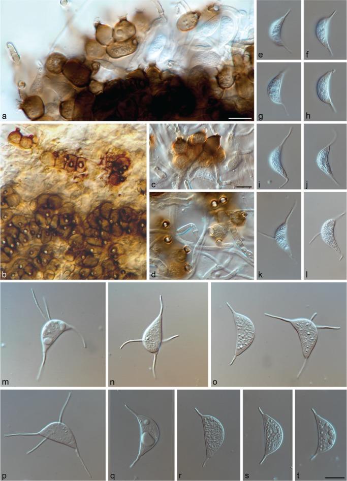 https://cdn.ncbi.nlm.nih.gov/pmc/blobs/84ae/6712544/6a33ae4a75fd/per-42-205-g005.jpg