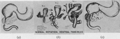 https://cdn.ncbi.nlm.nih.gov/pmc/blobs/84b3/2387923/1e36a700185b/annrcse00813-0030-a.jpg