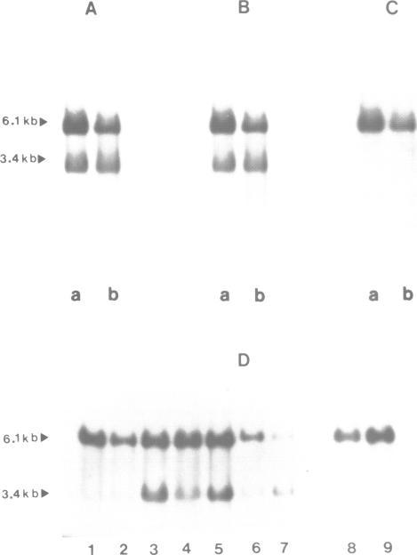 https://cdn.ncbi.nlm.nih.gov/pmc/blobs/84b4/453179/f976ed0f9d62/emboj00111-0276-a.jpg